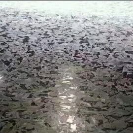 O revestimento de zinco rolou o aço galvanizado 30mm-1500mm laminado